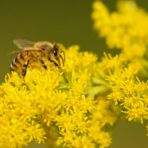 abeille-sp._MG_3808